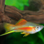 Pineapple Swordtail