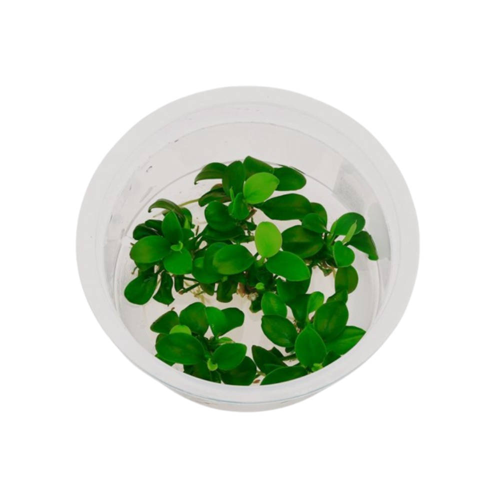 TC-anubias-nana-petite TC-anubias-nana-petite