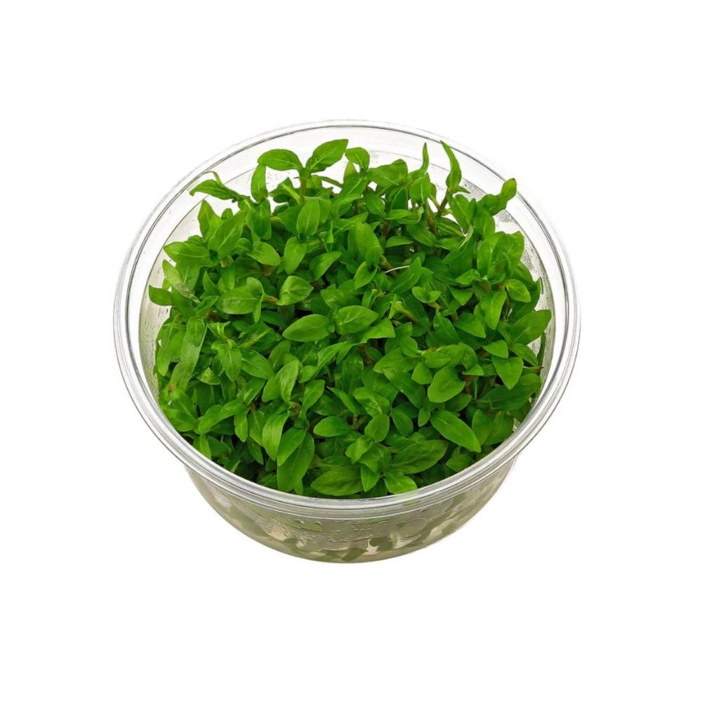 Staurogyne Repens Tissue Culture