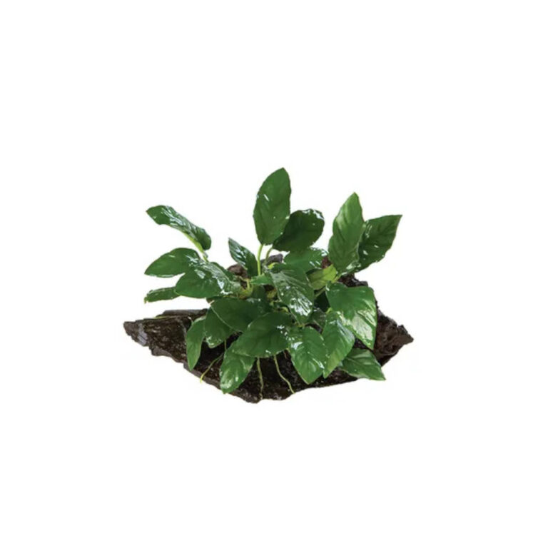 anubias-rainforest-garden
