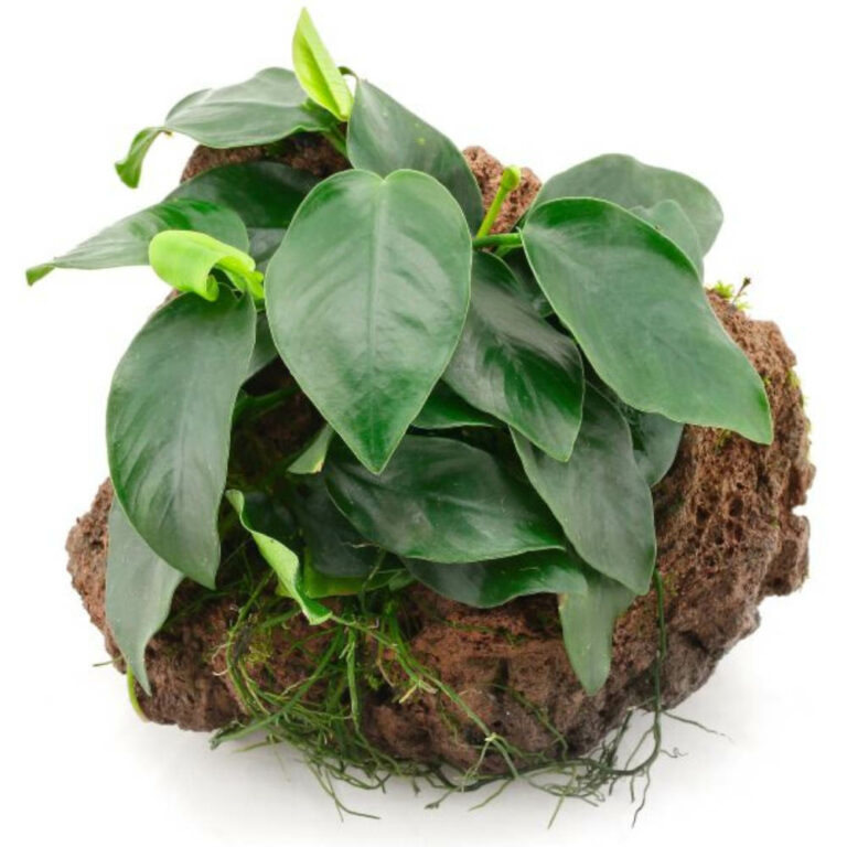 anubias-on-lava-rock
