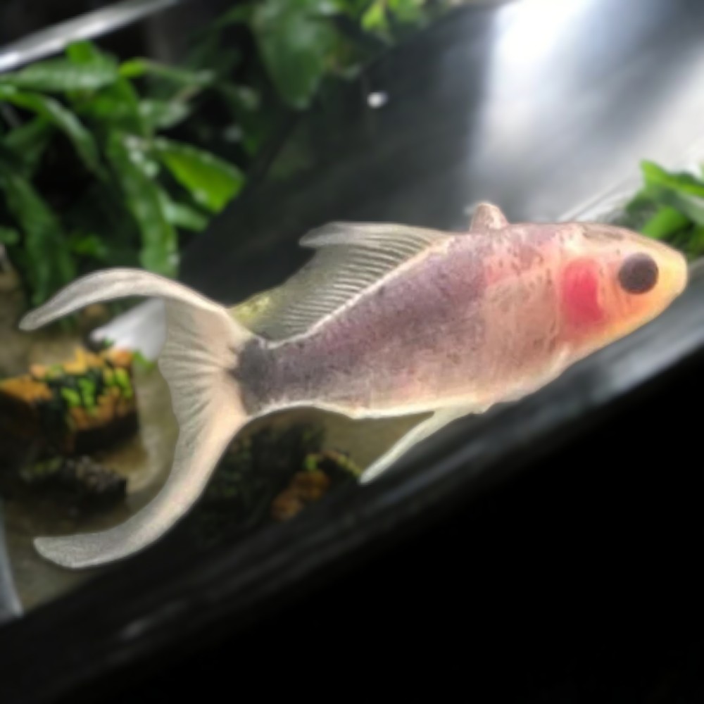 pink freshwater fish small pink aquarium fish