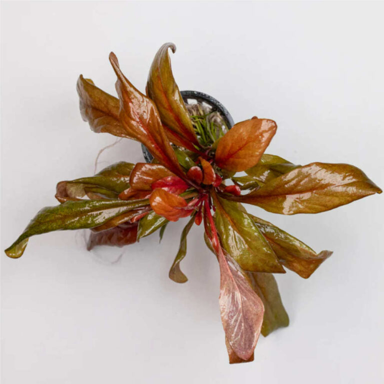 samolus-parviflorus
