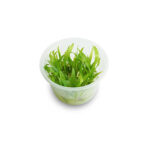 Echinodorus Bolivianus Tissue Culture