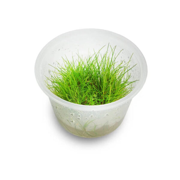 eleocharis-acicularis-mini-hairgrass-TC