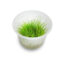 eleocharis-acicularis-mini-hairgrass-TC