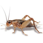 live-crickets