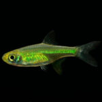 Neon Green Rasbora