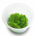 riccia-tissue-culture
