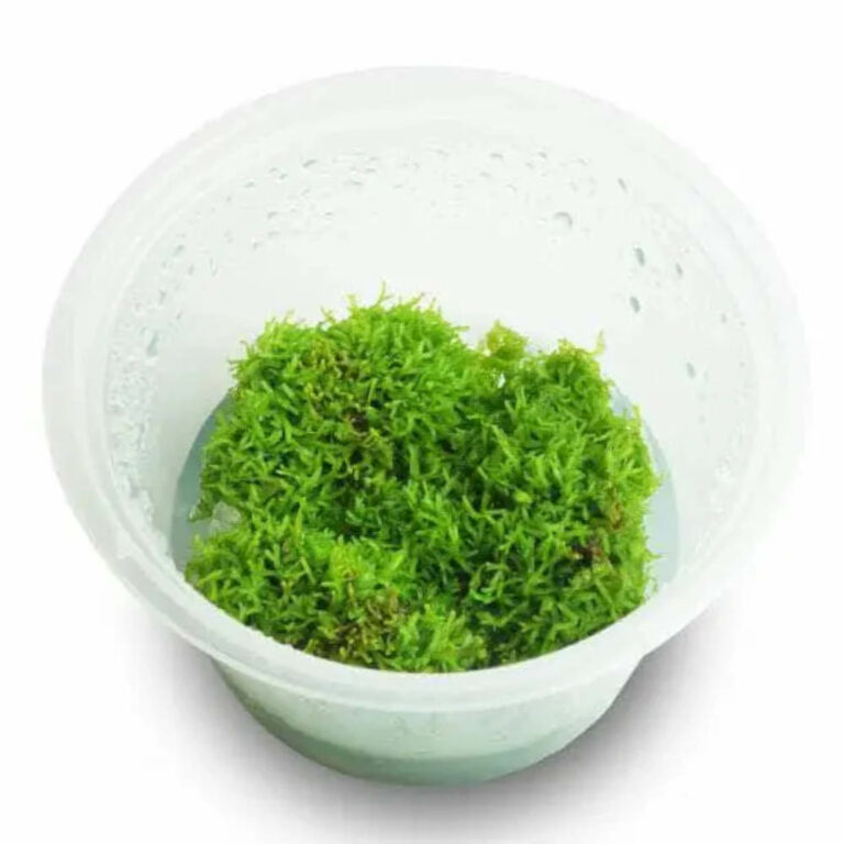 riccia-tissue-culture