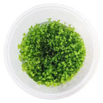 takashi-carpet-tissue-culture