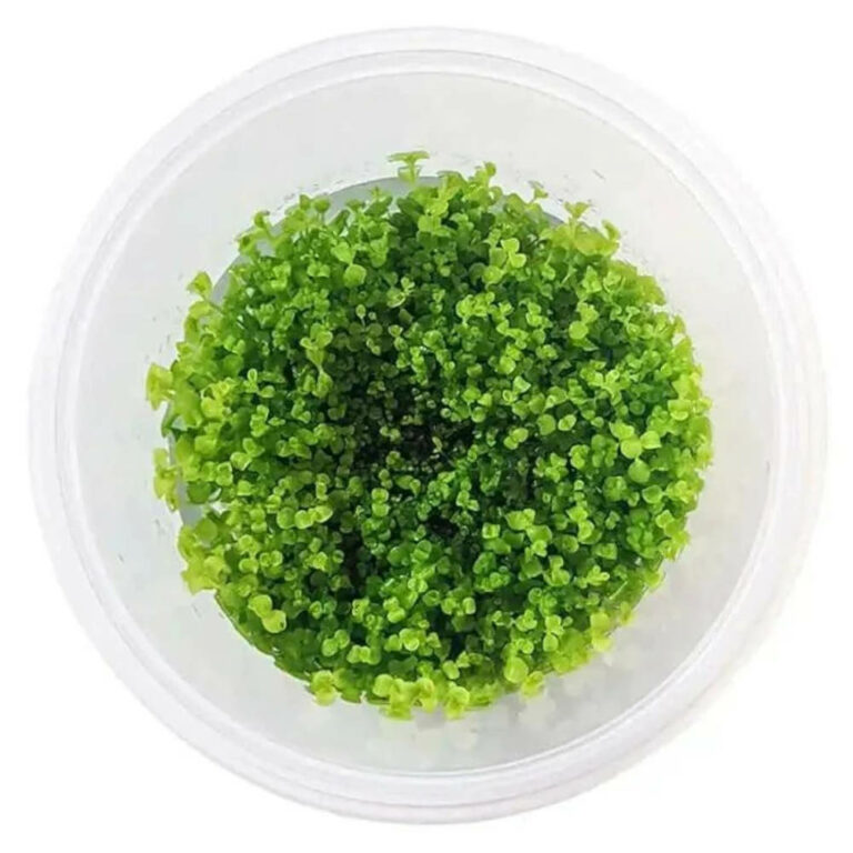 takashi-carpet-tissue-culture