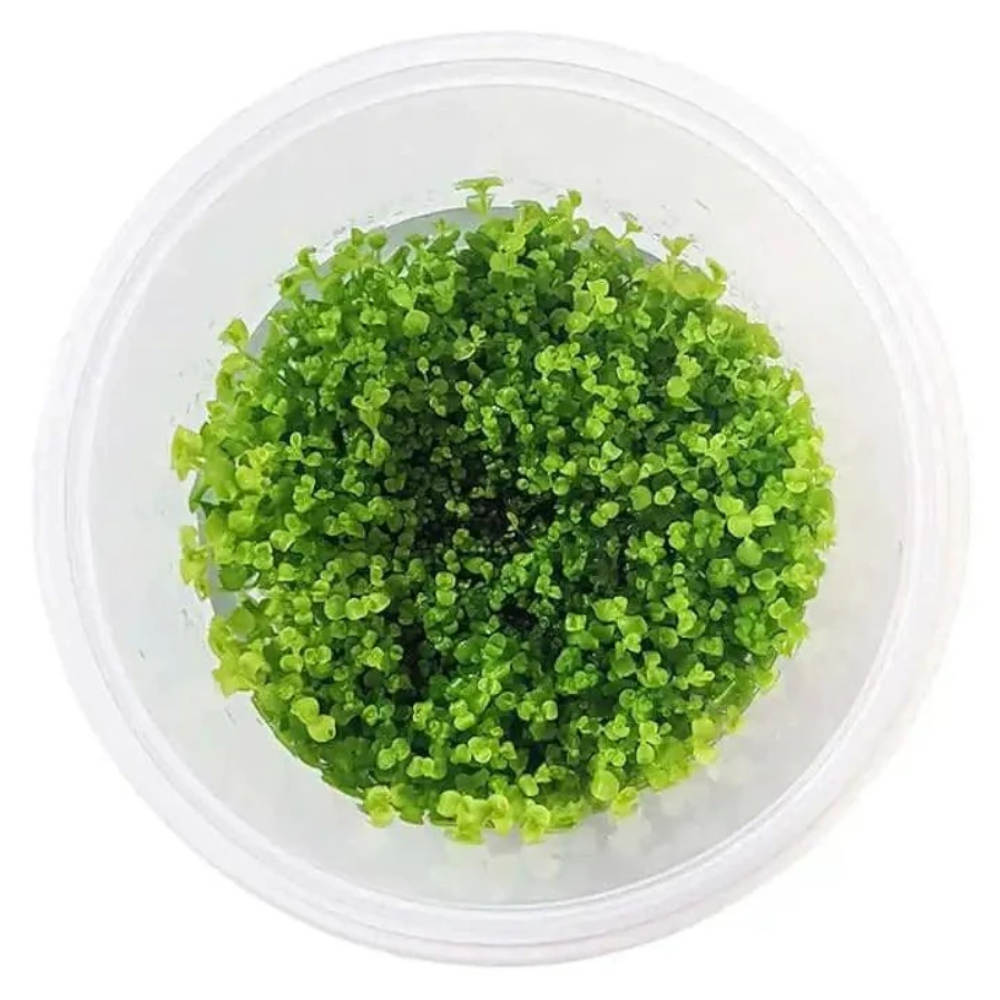 takashi carpet tissue culture takashi-carpet-tissue-culture