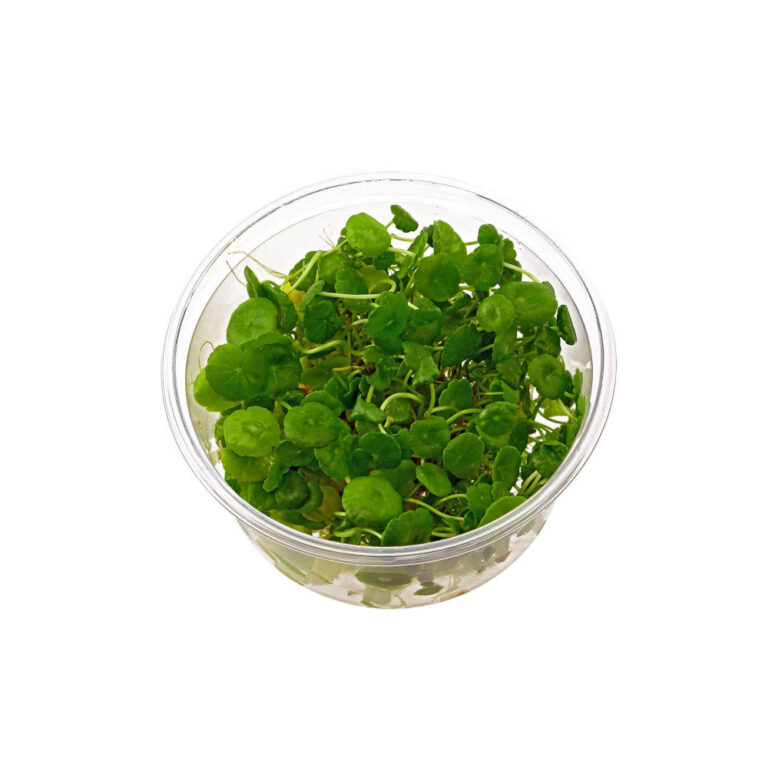 TC-hydrocotyle-verticillata