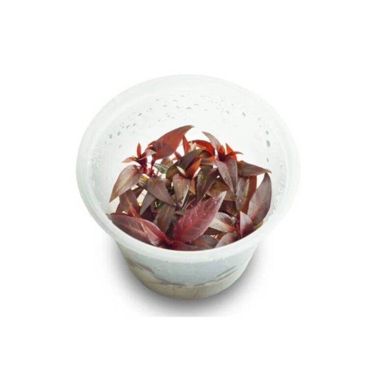 TC-ludwigia-glandulosa