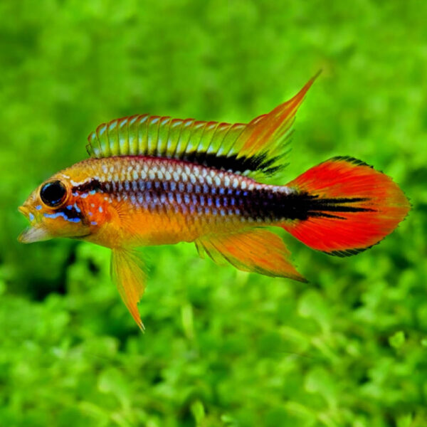 Apistogramma Temperature Requirements: Ultimate Guide for Healthy Fish
