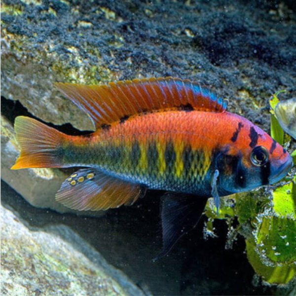 Punda Flameback Cichlid