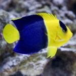 Bicolour Angelfish