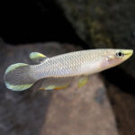 Blue Panchax