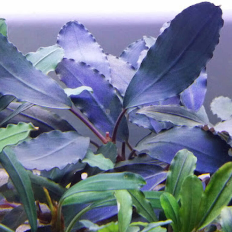 bucephalandra-blue-king