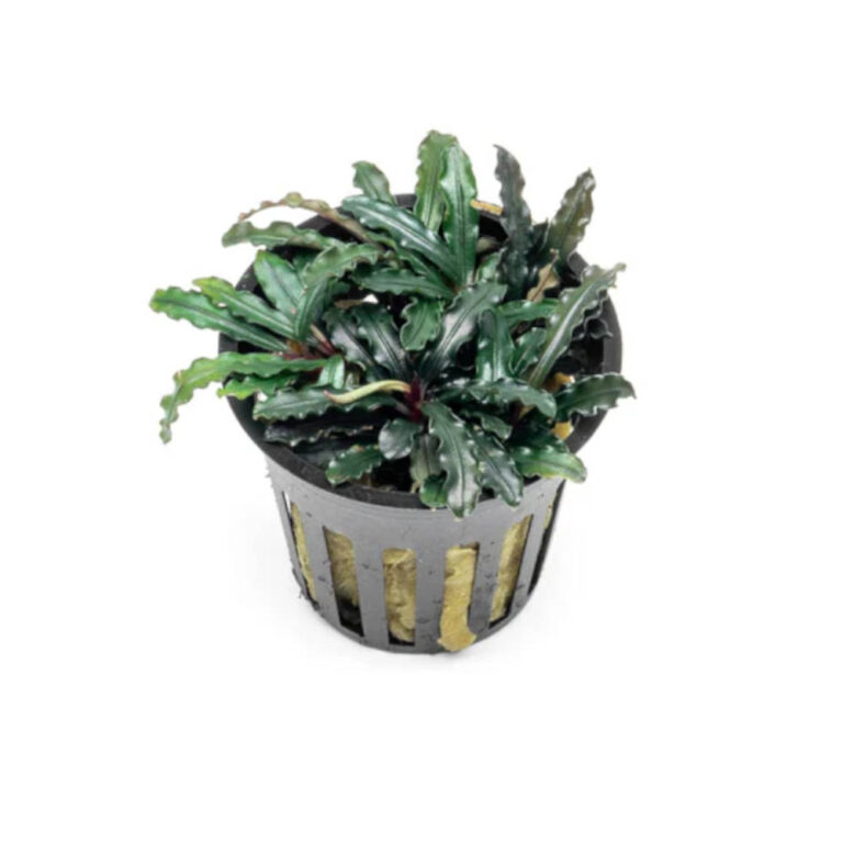 bucephalandra-catherine-red