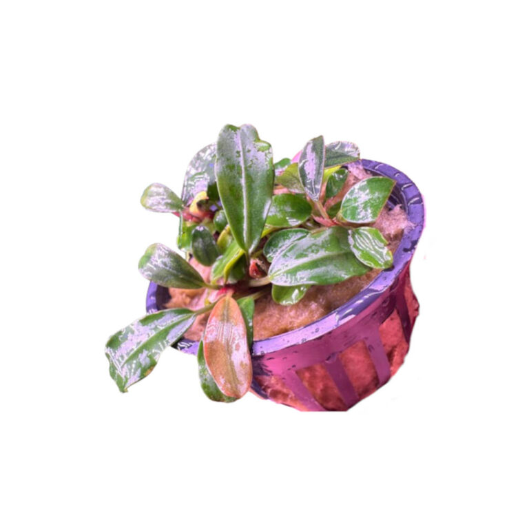 bucephalandra-red-chilli