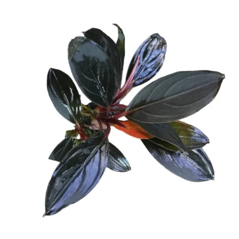 bucephalandra-skeleton-king