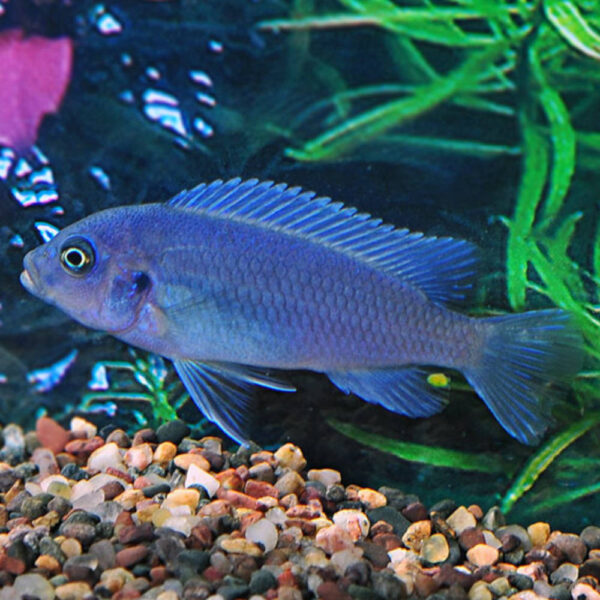 Cobalt Blue Cichlid