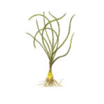 crinum-calamistratum