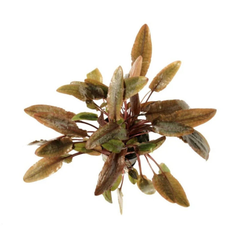 cryptocoryne-wendtii-brown