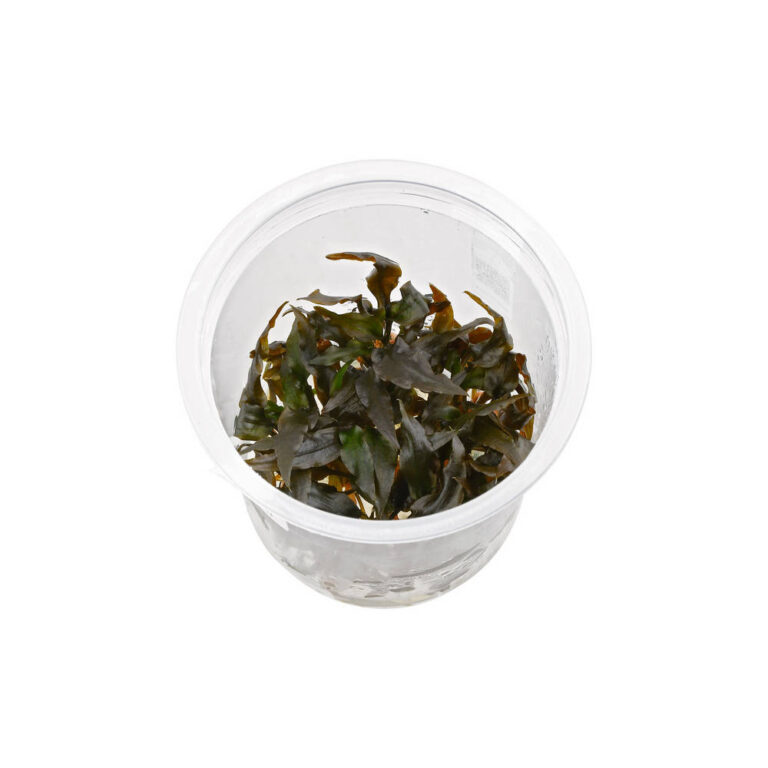 cryptocoryne-wendtii-brown-TC