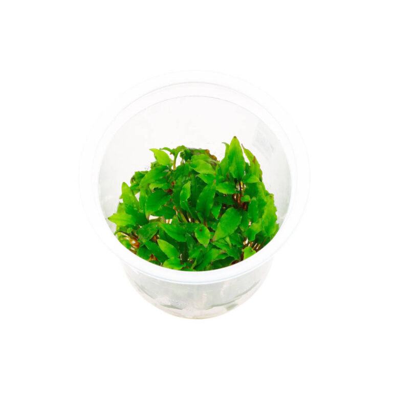 cryptocoryne-wendtii-green-TC