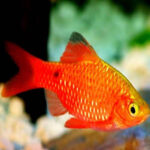 Glowlight Chilli Rosy Barb