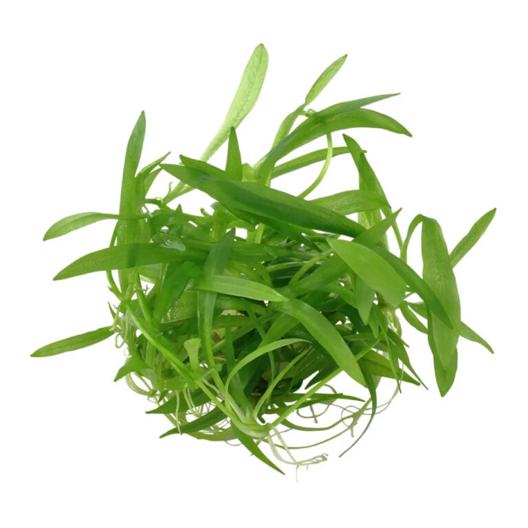 helanthium-quadricostatus