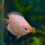 Kissing Gourami Balloon