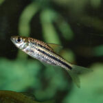 Lined Barb 5-6cm