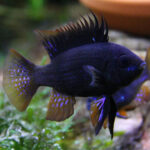 Midnight Black Ram