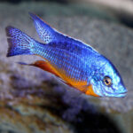 Protomelas Eastern Steveni 5-6cm