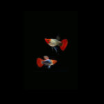Red Koi Black Eye Ribbon Guppy