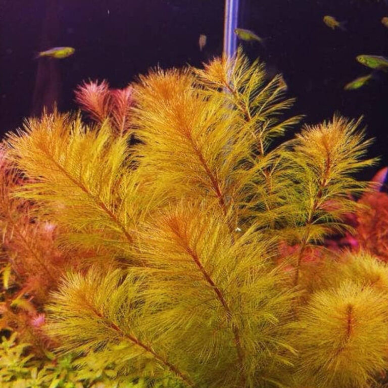 red-myriophyllum