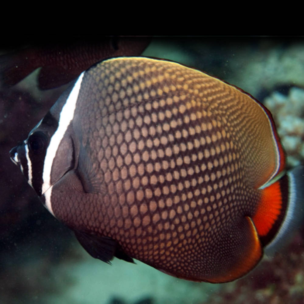 Red Tail Butterfly Fish - Roxy Aquarium
