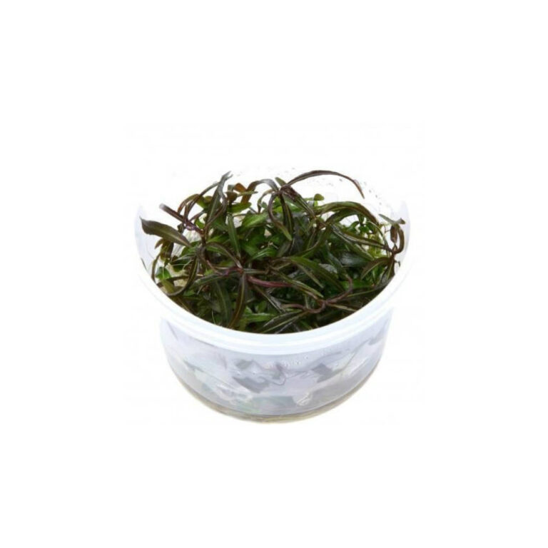 TC-hygrophila-lancea
