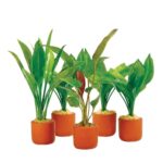 Assorted Swords in 3cm Terracotta Pot - 5 Pack