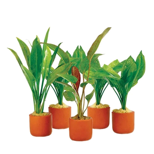 Assorted Swords in 3cm Terracotta Pot - 5 Pack