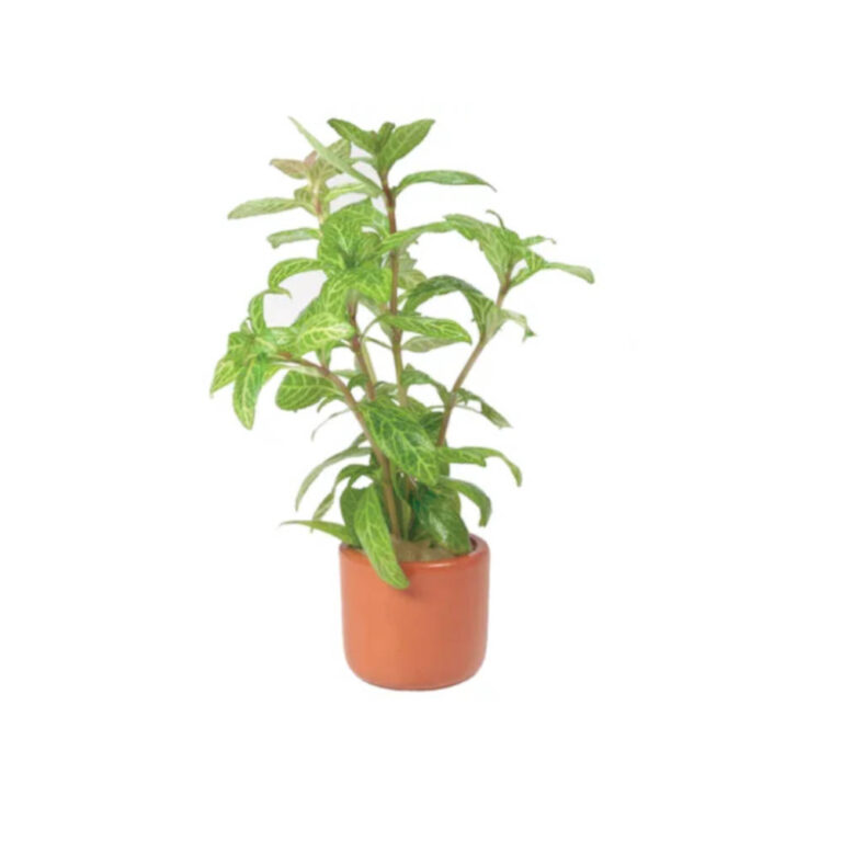hygrophila-terracotta-3cm-pot
