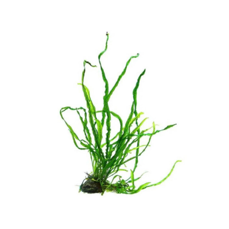 java-fern-needle-leaf