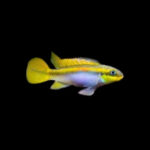 Pelvicachromis Taeniatus Bandiwanri