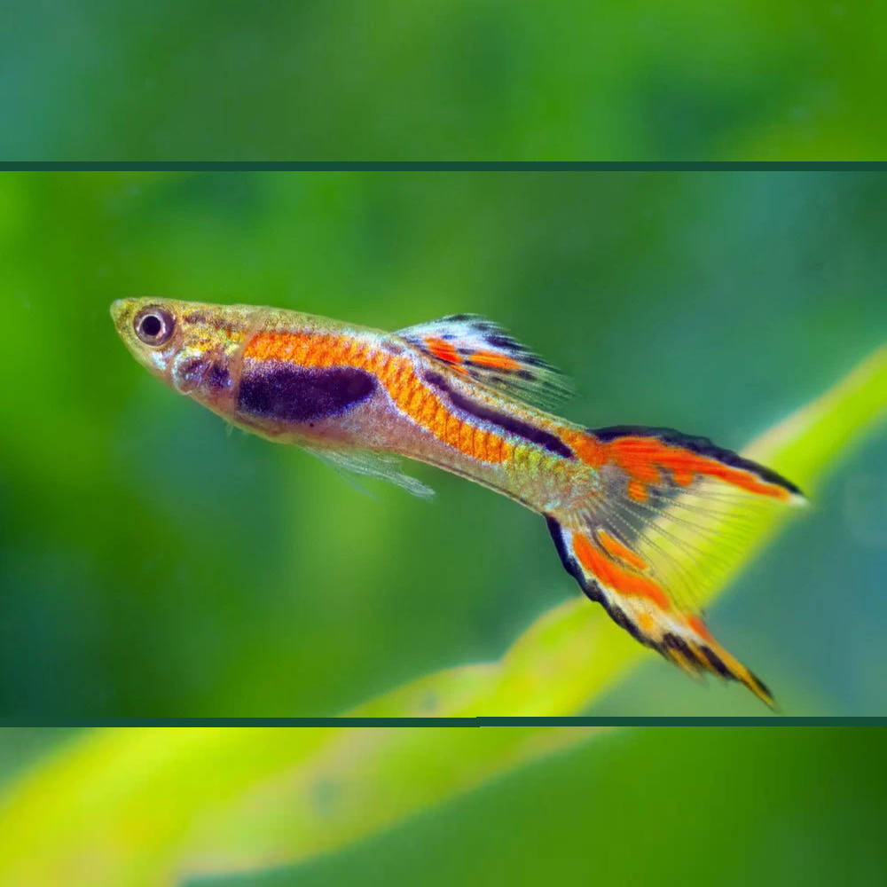 Rarr Freshwater Guppies