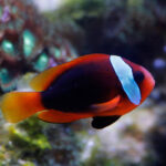 Cinnamon Clownfish