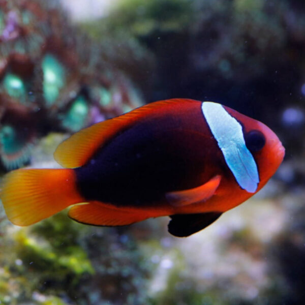 Clownfish Temperature Tolerance: Ultimate Guide to Ideal Conditions
